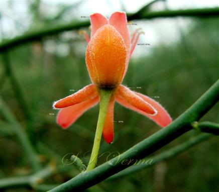   Flower